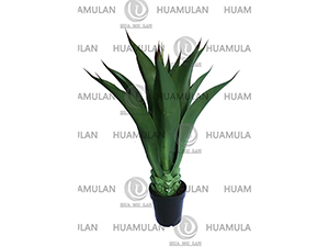 AGEVE-PLANT(120CM)
