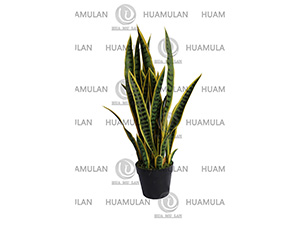 AGEVE-PLANT