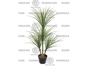 AGAVE-PLANT(155CM)