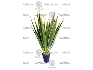 AGEVE-PLANT(23-160CM)