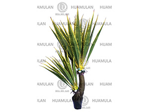 AGEVE-PLANT(39-200CM)