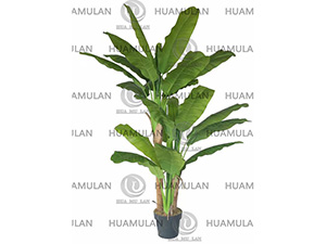 688202-BANANA-TREE-(3-240CM)