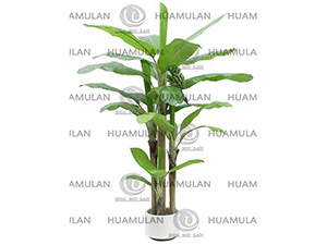 688204-BANANA-TREE(32-250CM)