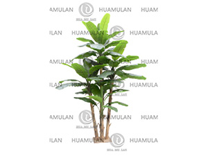 688205-BANANA TREE-(65-350CM)