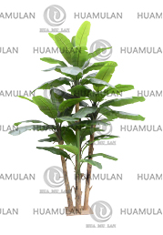 688205-BANANA TREE-(65-350CM)
