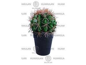 638201-CACTUS(1-15CM)