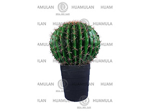 638203-CACTUS(1-52CM)