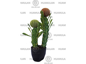 CACTUS(2-30CM)