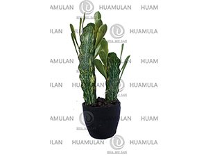 CACTUS(2-36CM)