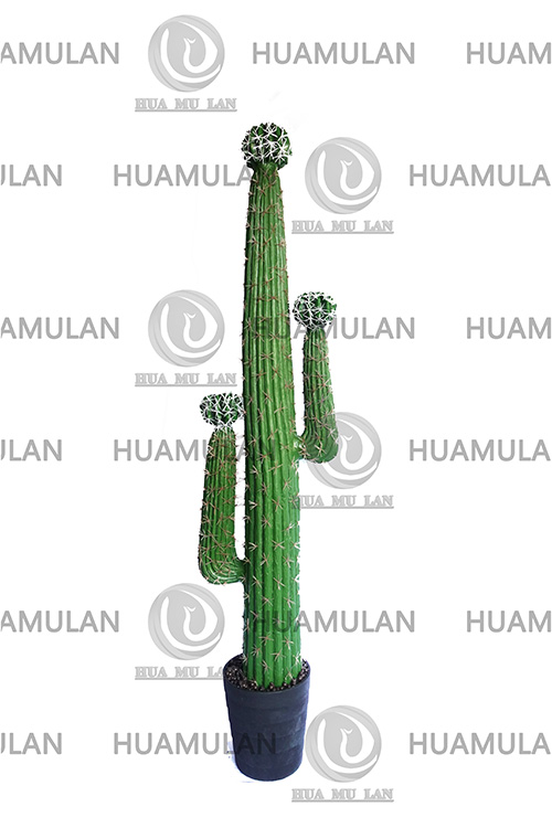 CACTUS(3-158CM)