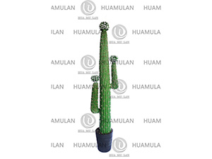 CACTUS(3-158CM)