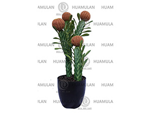 CACTUS-(4-60)