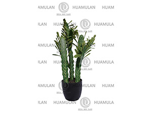 CACTUS(8-75CM)