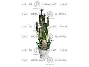 CACTUS(10-160CM)