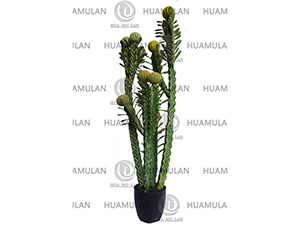 CACTUS(13-130CM)