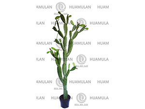 CACTUS(27-213CM)