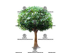 FICUS TREE