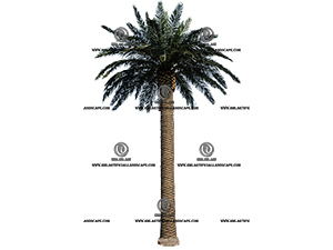 CANARY DATE PALM TREE(8M)