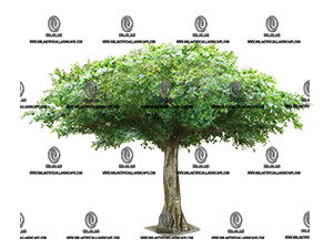 PITTOSPORUM TREE