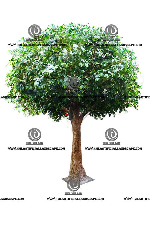 PITTOSPORUM TREE