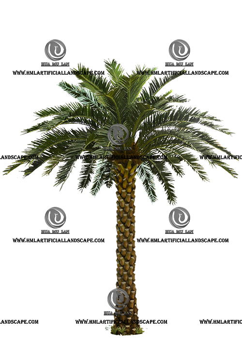 MIDDLE EAST DATE PALM TREE(6M)