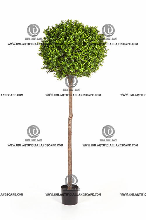 BOXWOOD