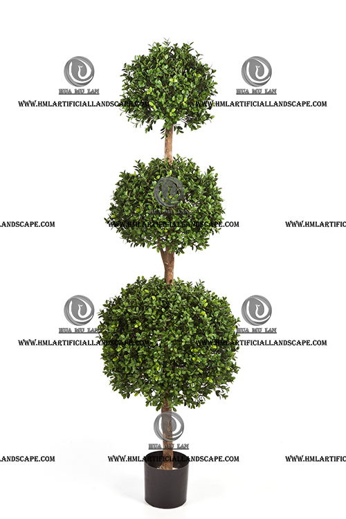 BOXWOOD