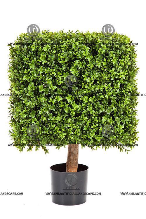 BOXWOOD