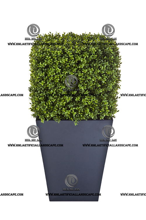 BOXWOOD