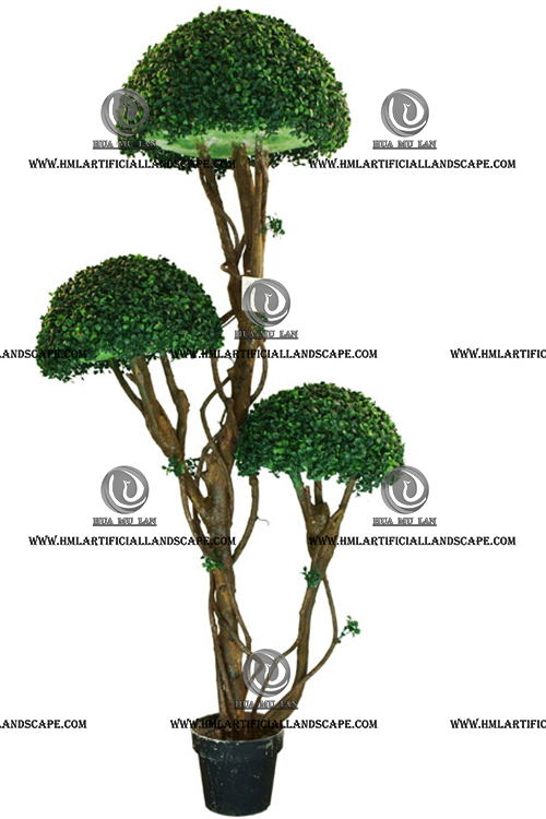 BOXWOOD