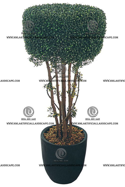 BOXWOOD