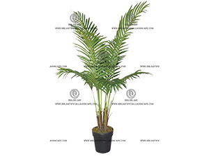 ARECA PALM