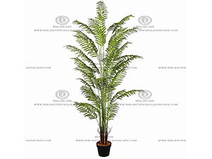 ARECA PALM