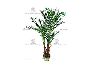 ARECA PALM