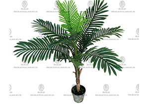 ARECA PALM