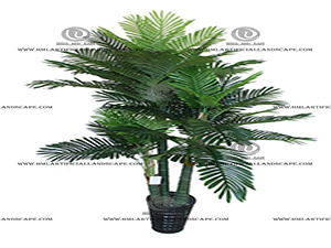 ARECA PALM