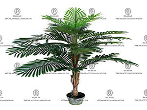 ARECA PALM