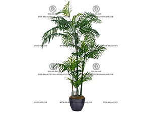 ARECA PALM