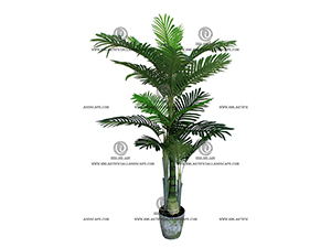 ARECA PALM 