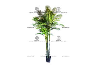 ARECA PALM 