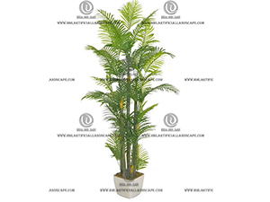 ARECA PALM 