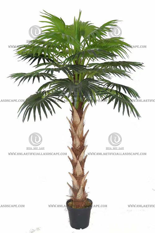 FAN PALM