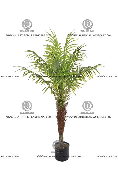 PHOENIX PALM