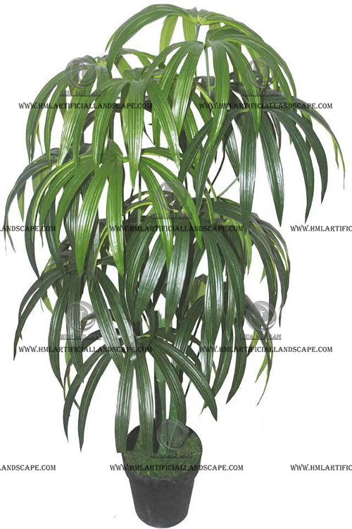 FORTUNEI PALM