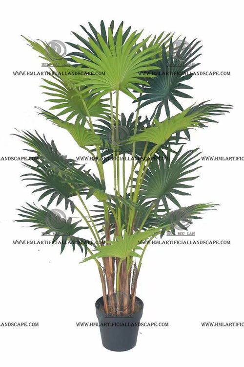 FORTUNEI PALM
