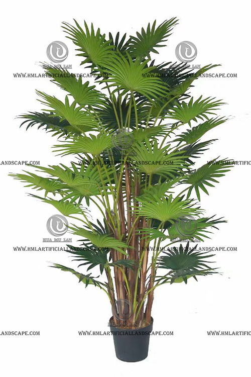 FORTUNEI PALM
