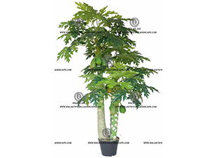 PAPAYA TREE