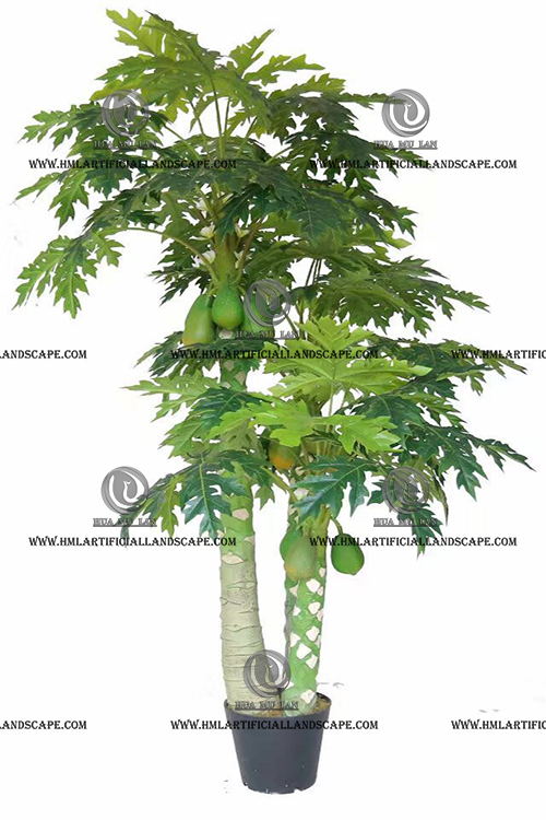 PAPAYA TREE
