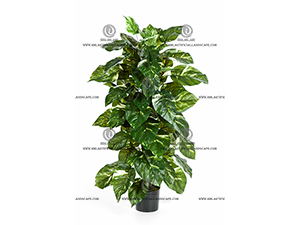 POTHOS ON POLE