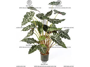 ELEPHANT'S EAR PLANT